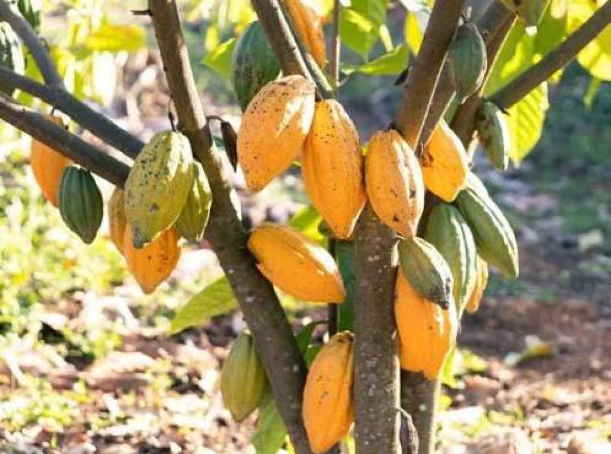 Parliament passes Ghana Cocoa Board Bill, 2026
